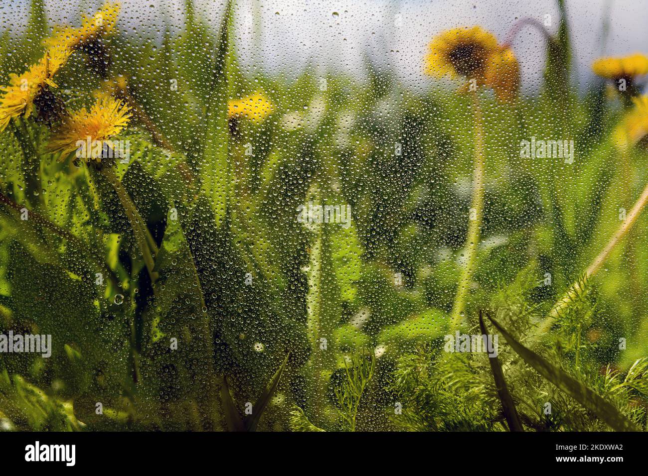 Wassertropfen auf Fenster und ländliche Landschaft. Stockfoto