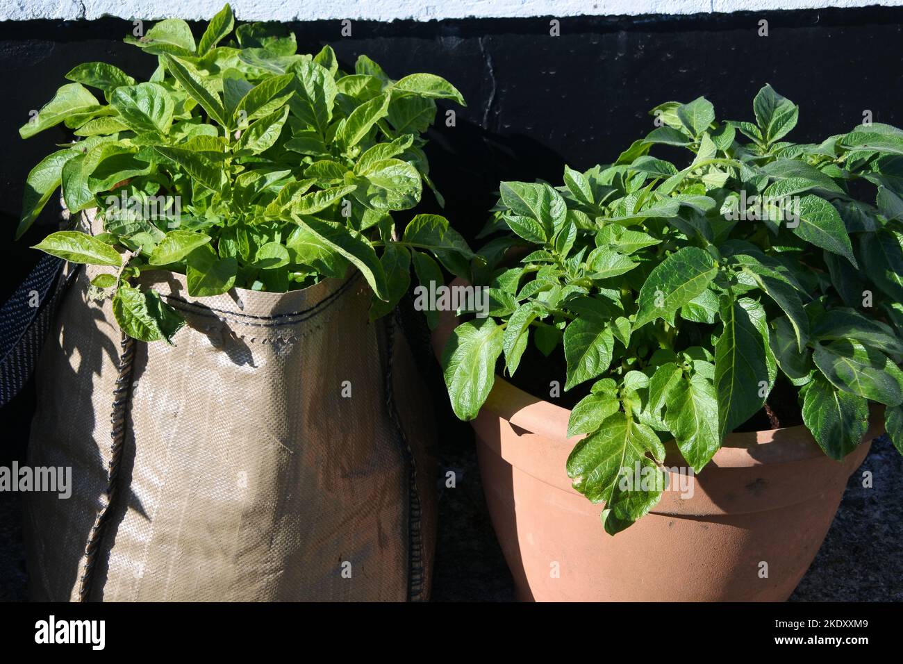 Container angebaute Kartoffeln auf einer sonnigen Terrasse - John Gollop Stockfoto