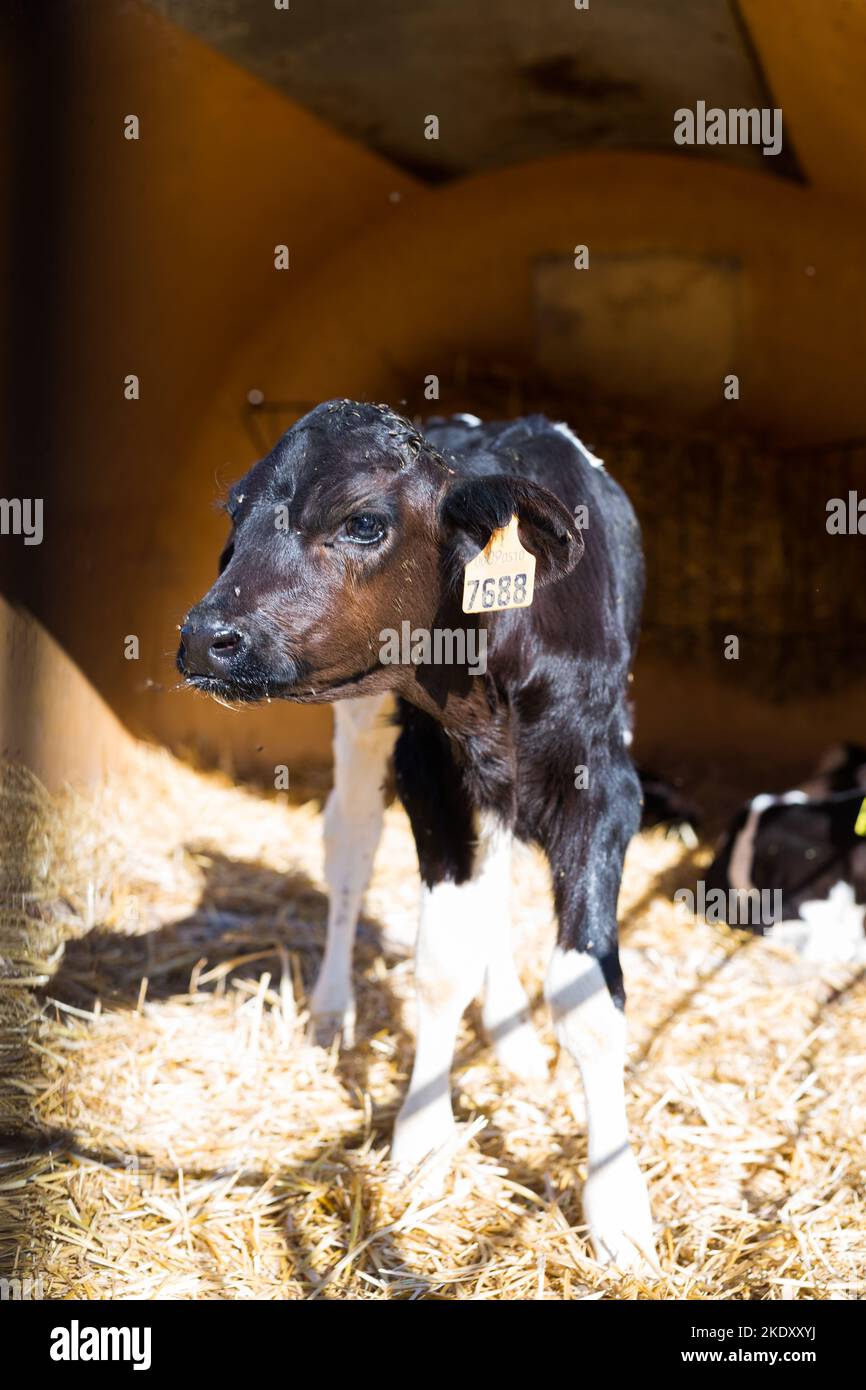 Neugeborene Kälber im Viehstall auf dem Kuhbetrieb Stockfoto