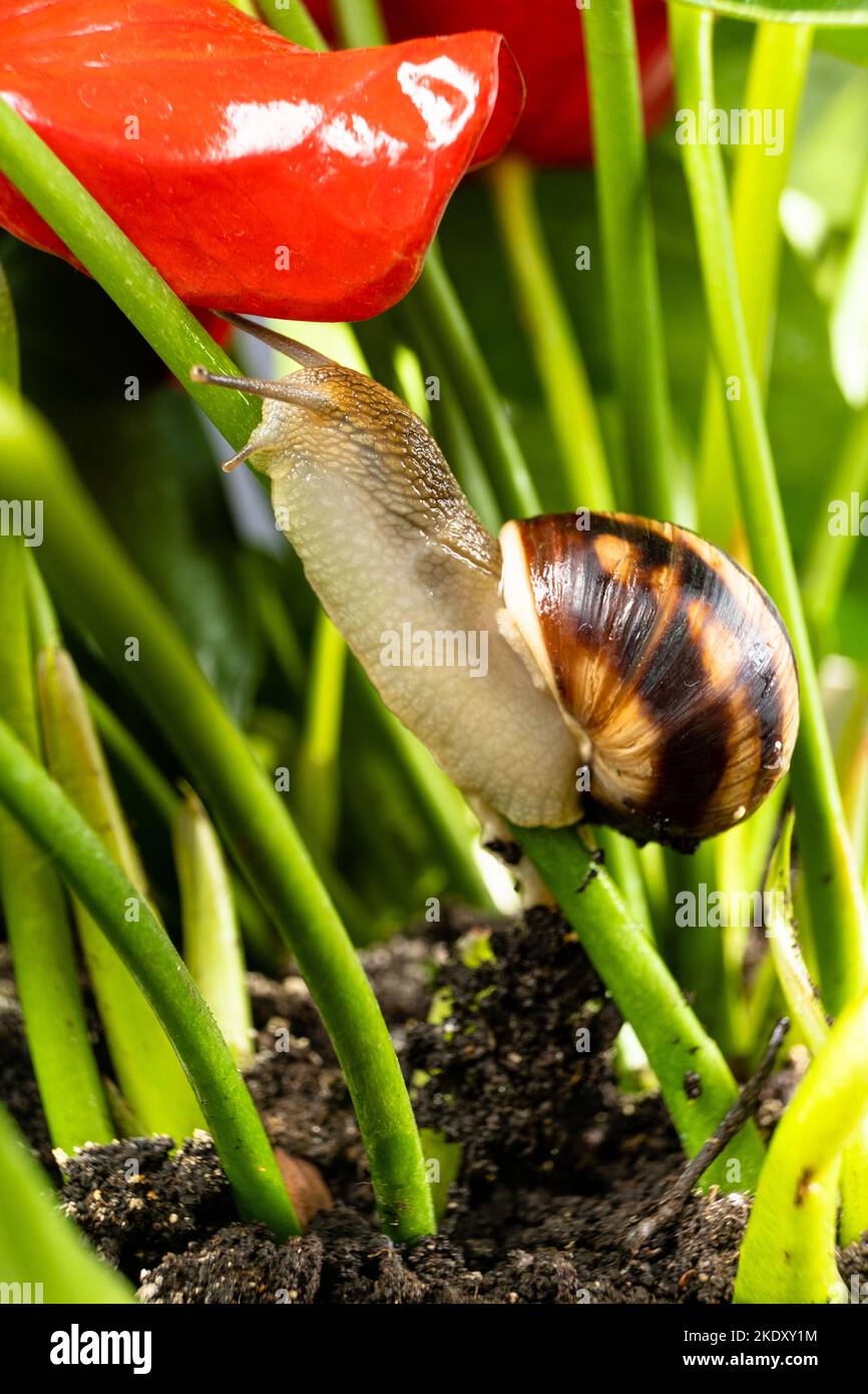 Helix pomatia große Traubenschnecke kriecht im Freien am Blütenstiel entlang. Stockfoto