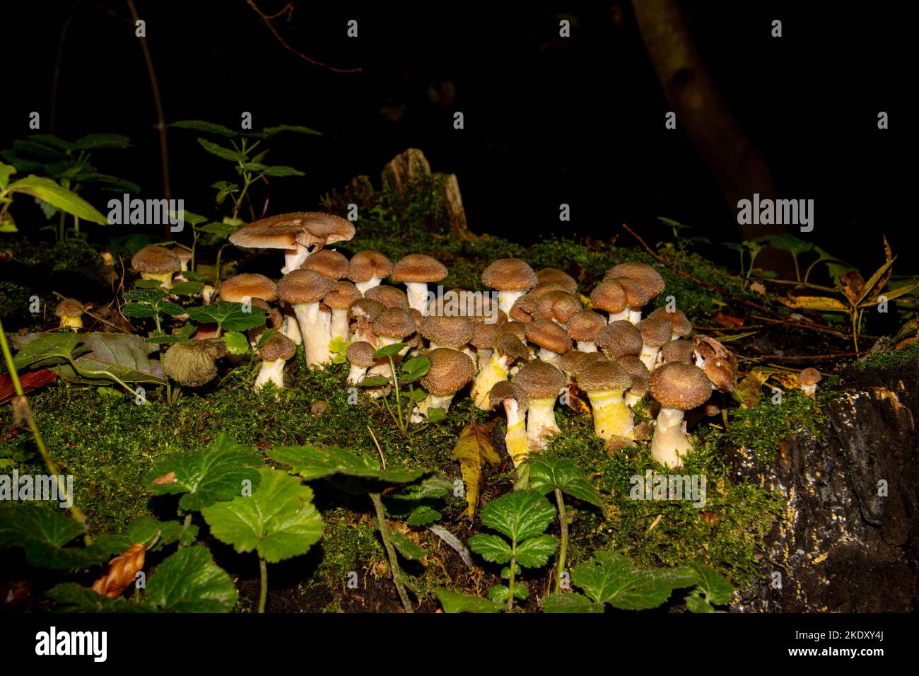 Viele Honigpilze, die zwischen Moos wachsen, auch Armillaria ostoyae oder dunkelerer Halimasch genannt Stockfoto