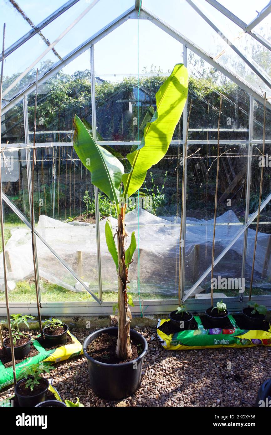 Eine überwinterliche Bananenpflanze in einem heimischen Gewächshaus - John Gollop Stockfoto