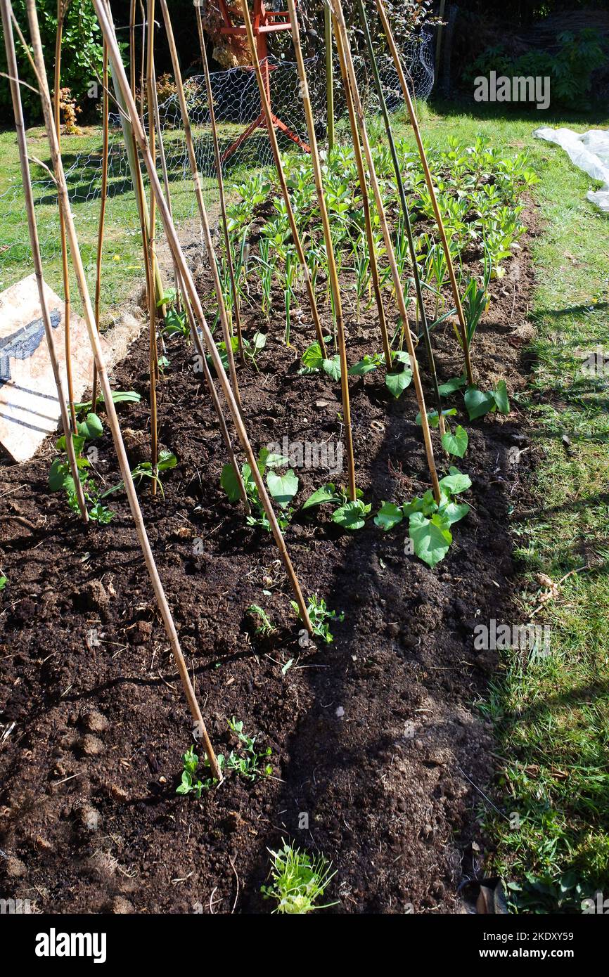 Hausküche Garten mit frisch gepflanzten Gemüse - John Gollop Stockfoto