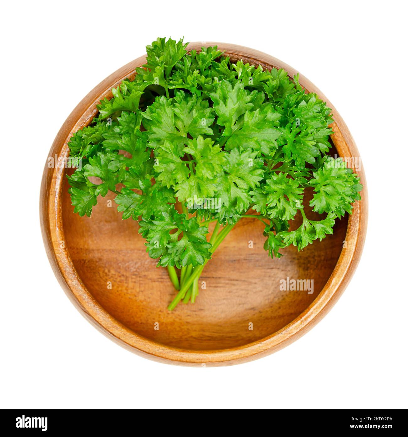 Lockige Petersilie, in einer Holzschüssel. Frische, lockige Petersilie mit leuchtend grünen, zerkrinkelten Blättern, die als Garnierung verwendet wird. Petroselinum crispum. Stockfoto