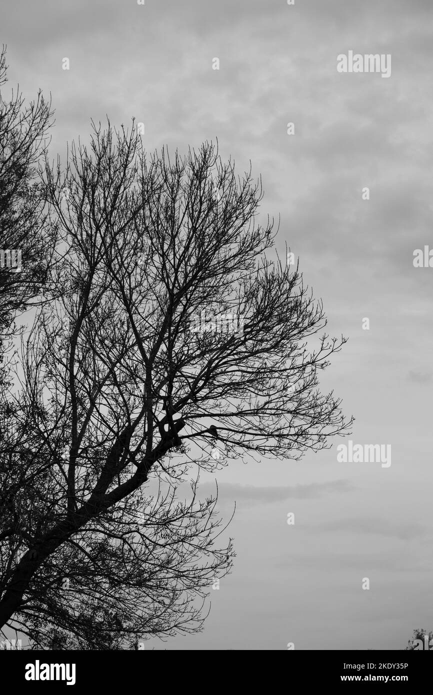 Silhouette von Ästen isoliert gegen grauen Himmel. Verrauschtes, körniges Foto. Keine Menschen, niemand. Trauriger Wintertag Idee Konzept. Stockfoto