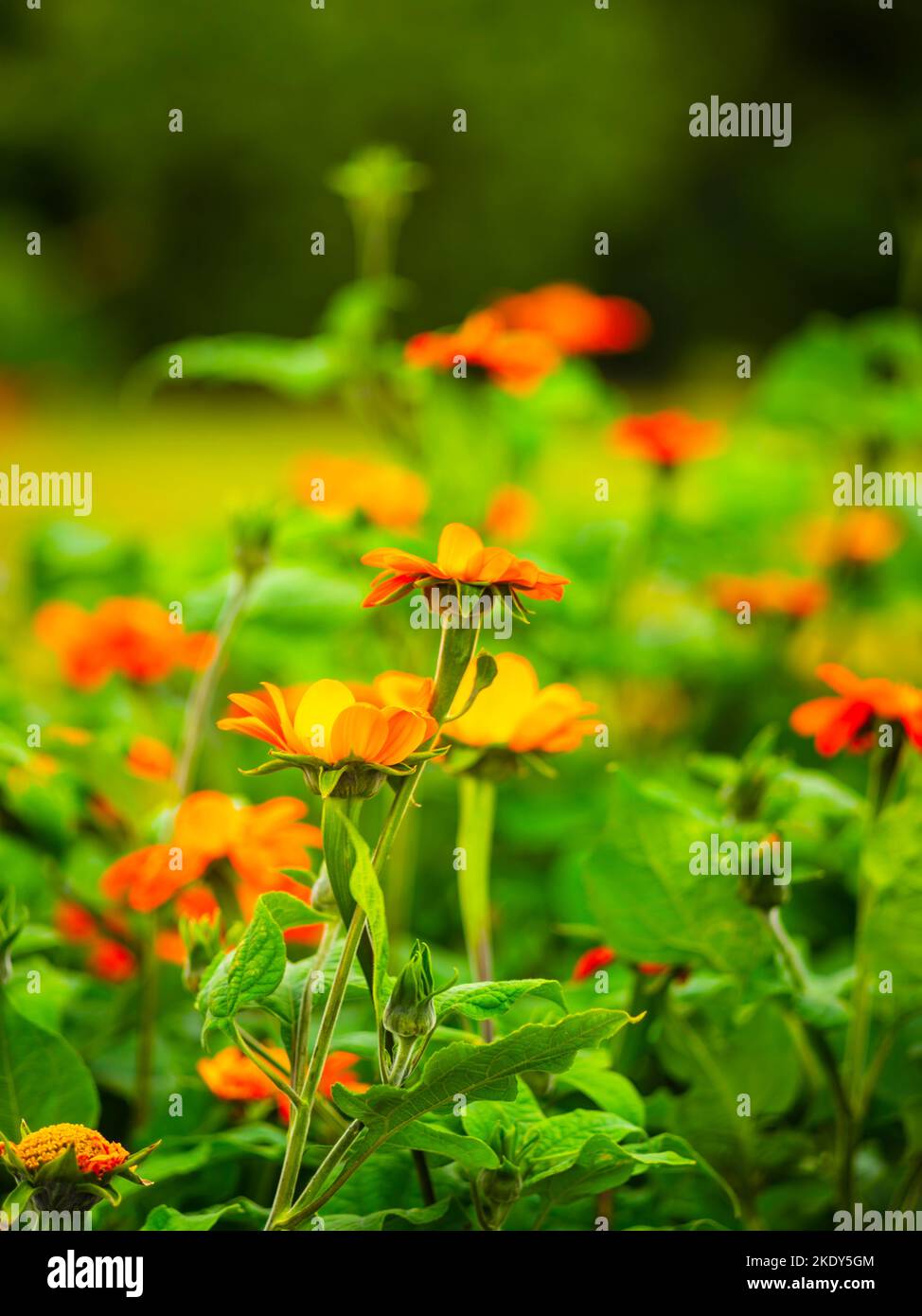 Eine vertikale Aufnahme des Kanna-Blumenfeldes Stockfoto