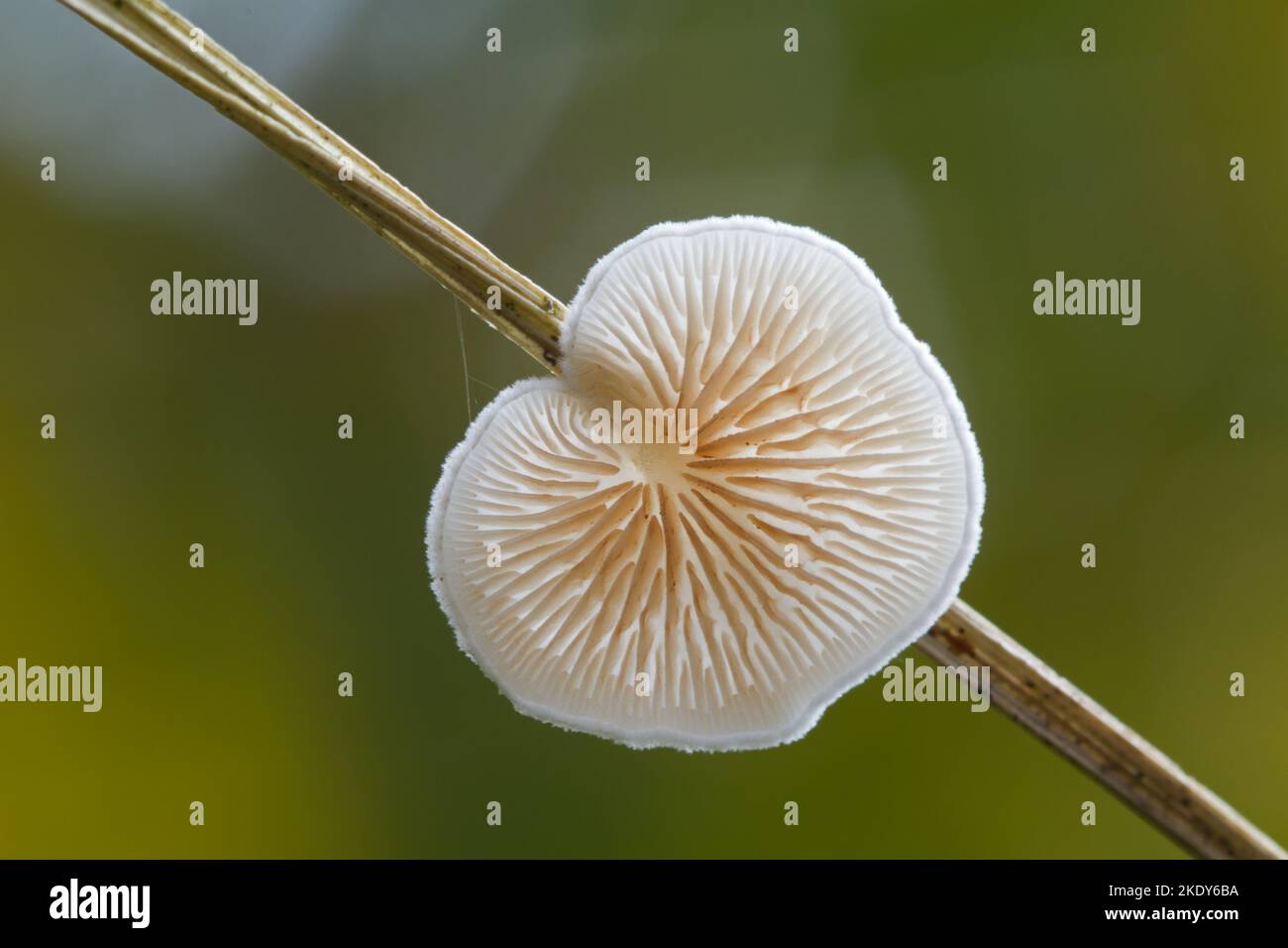 Nahaufnahme eines zarten, weißen Pilzes, einer variablen Austernlauge, auf einem Grashalm, von unten gesehen Stockfoto