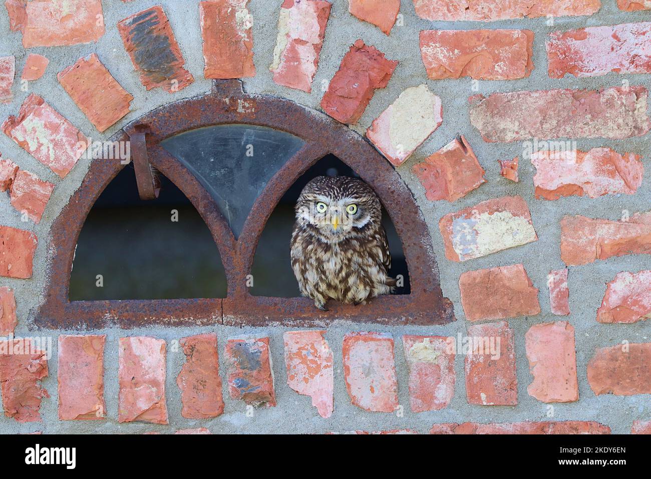 Eine niedliche kleine braune Eule mit hellen Augen, die in einem Loch an einer Steinmauer thront Stockfoto