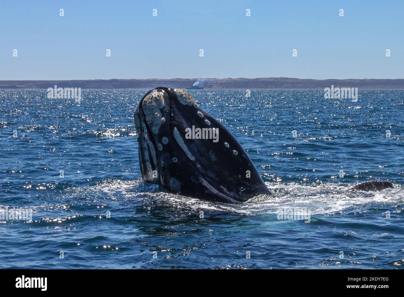 Eine wunderschöne Aufnahme eines Blauwals, der in der Nähe von Puerto Madryn, Argentinien, aus dem Meerwasser spritzt Stockfoto