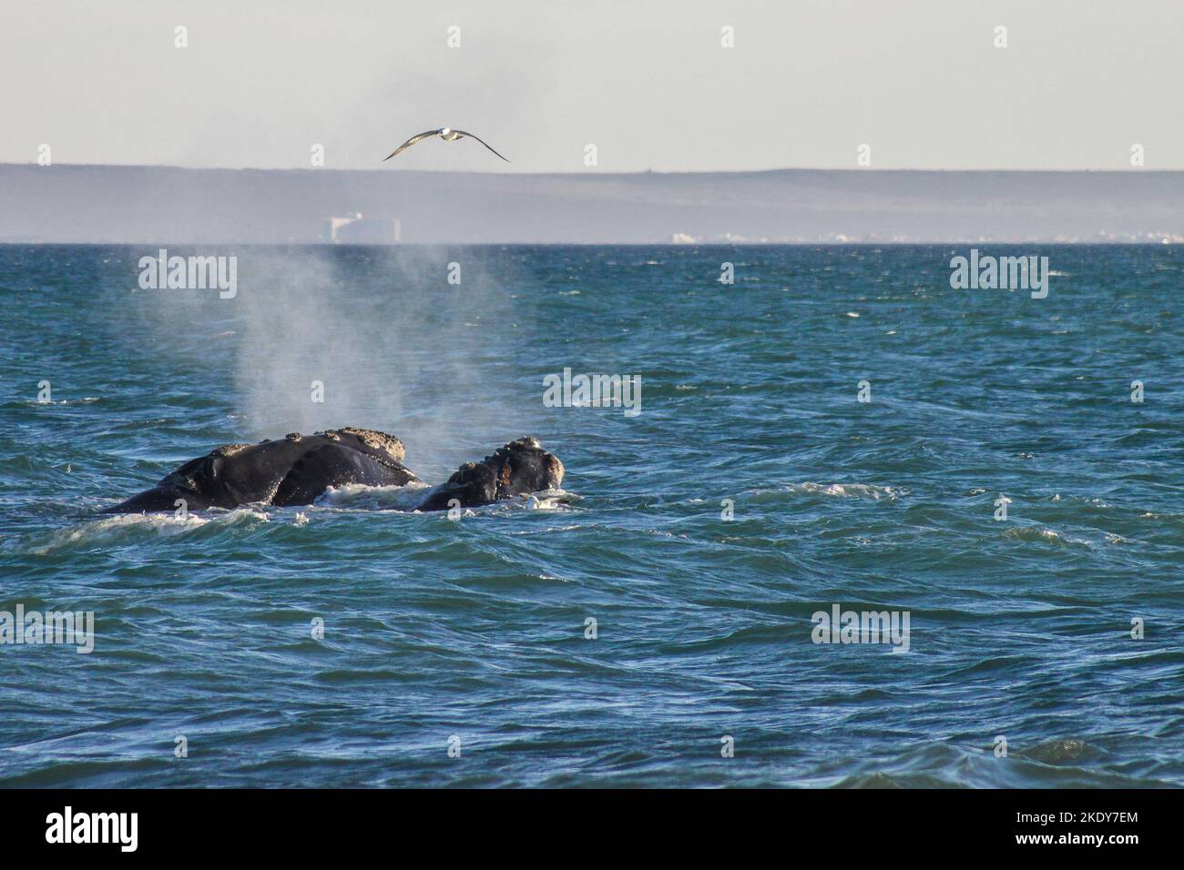 Eine wunderschöne Aufnahme eines Blauwals, der in der Nähe von Puerto Madryn, Argentinien, aus dem Meerwasser spritzt Stockfoto