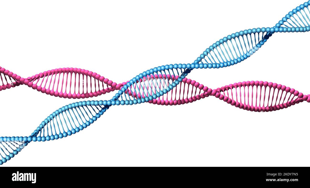 Blaue und rosa DNA-Code-Spiralen 3D isoliert Stockfoto