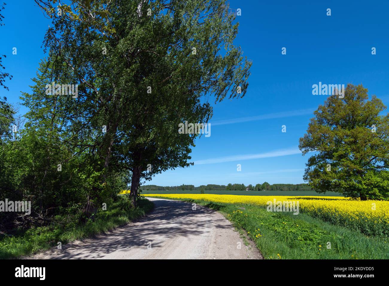 Land Schotterstraße in Rapsfeld. Stockfoto