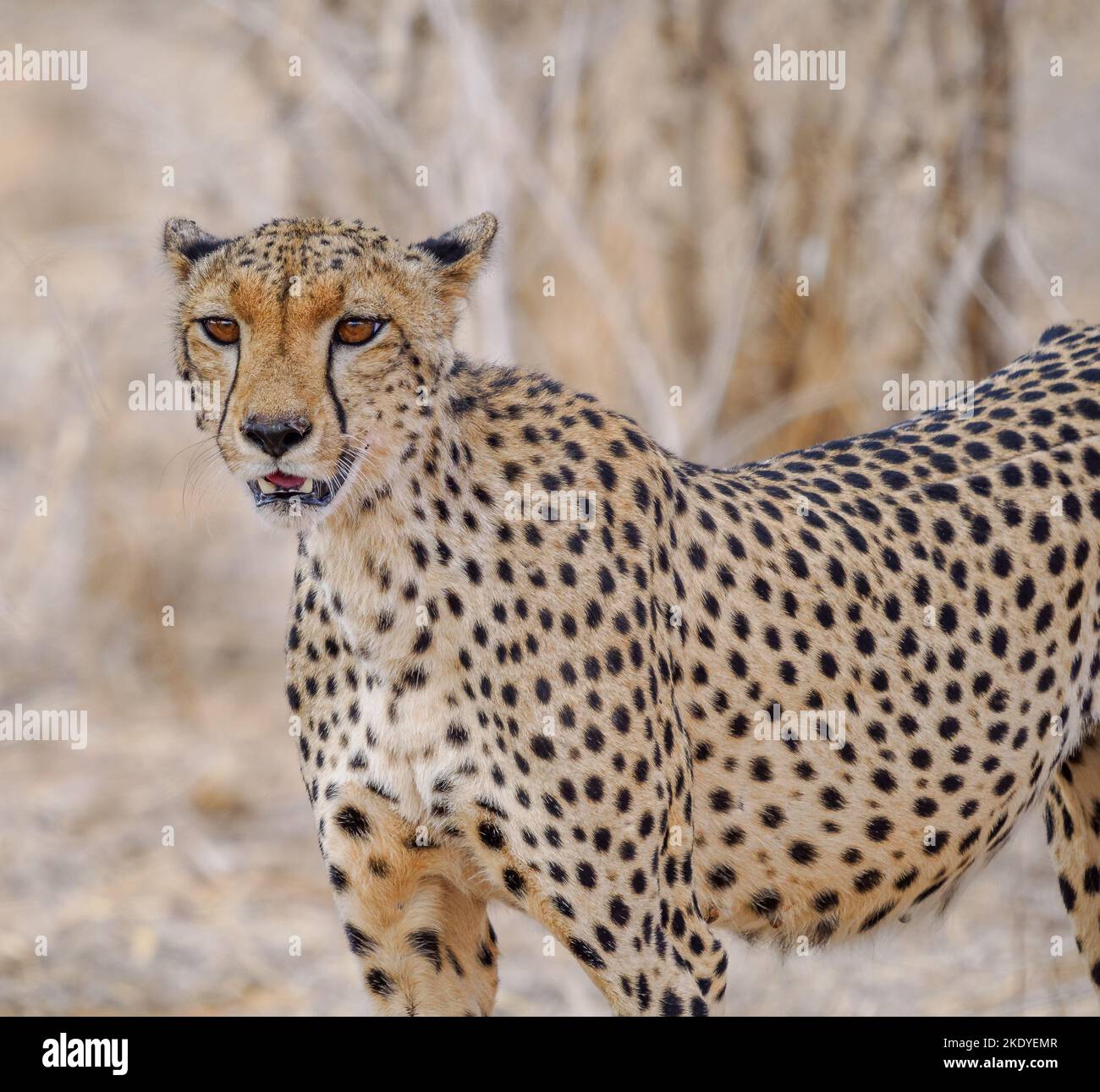 Cheetah Acinonyx jubatus im Tsavo East National Park Kenya Stockfoto