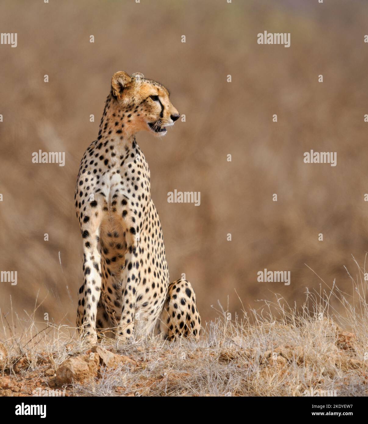 Cheetah Acinonyx jubatus im Tsavo East National Park Kenya Stockfoto
