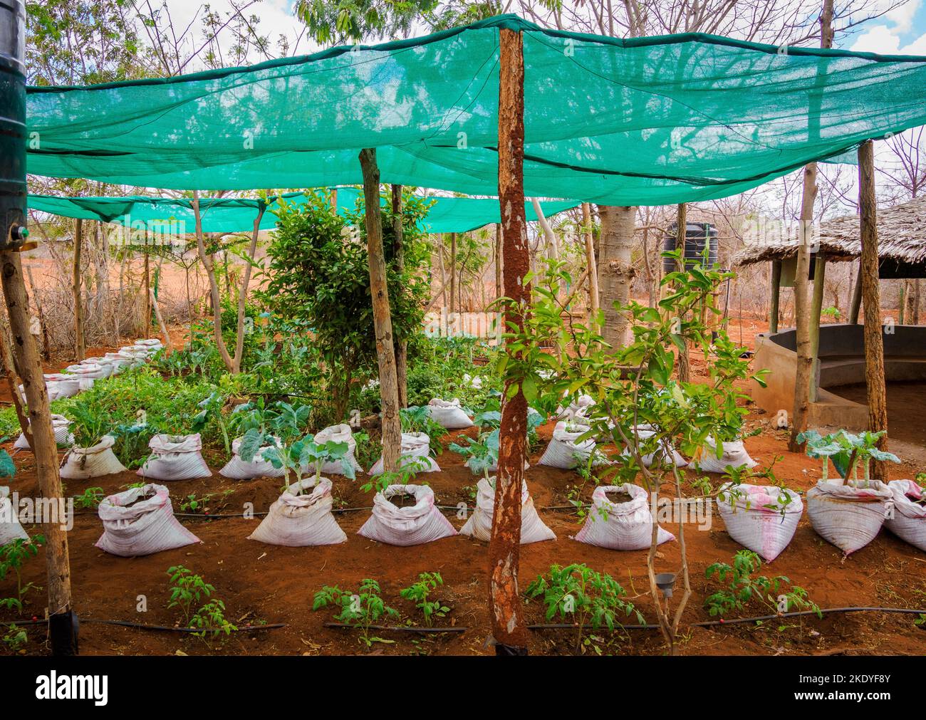 Gemüse und Obst, die unter Permakulturbedingungen in Kenia angebaut werden - das Erzeugnis wird verwendet, um Schulkindern Nahrung zu liefern Stockfoto