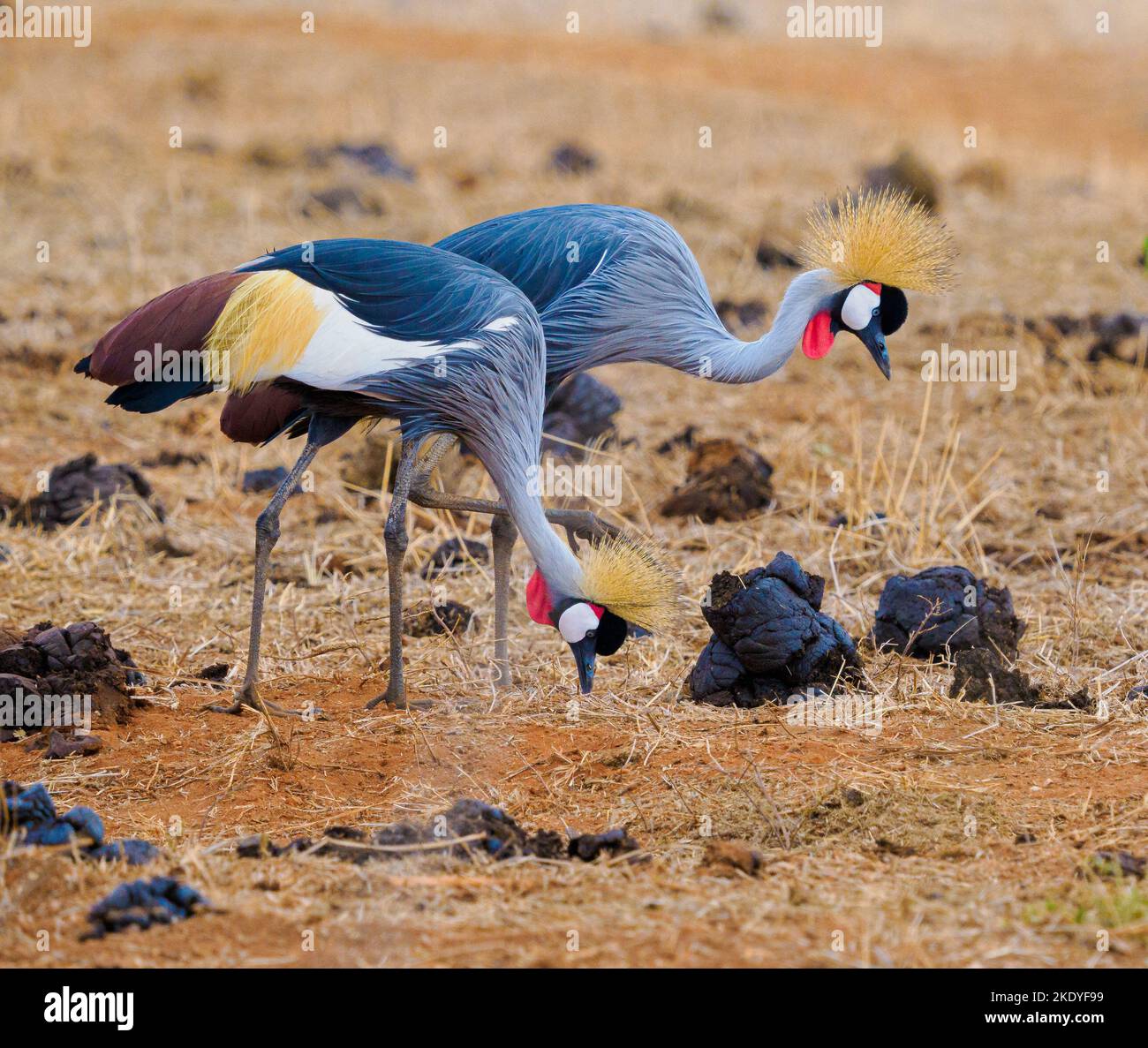 Gekröntes Crane Balearica Regulorum Paar auf der Suche nach Insekten unter Büffelkot im East Tsavo Nationalpark Kenia Stockfoto
