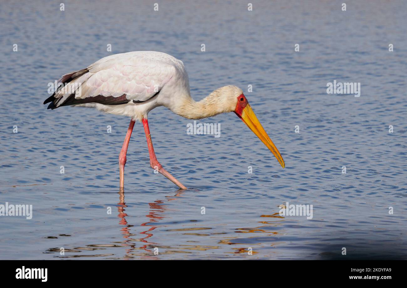 Gelbschnabel-Stork Mycteria ibis Angeln an einem Wasserloch im Tsavo-Nationalpark Kenia Stockfoto