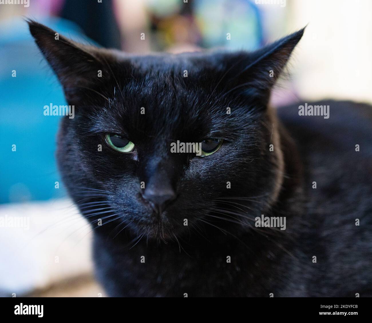 Eine Nahaufnahme einer entzückenden schwarzen Katze mit grünen Augen zu Hause Stockfoto