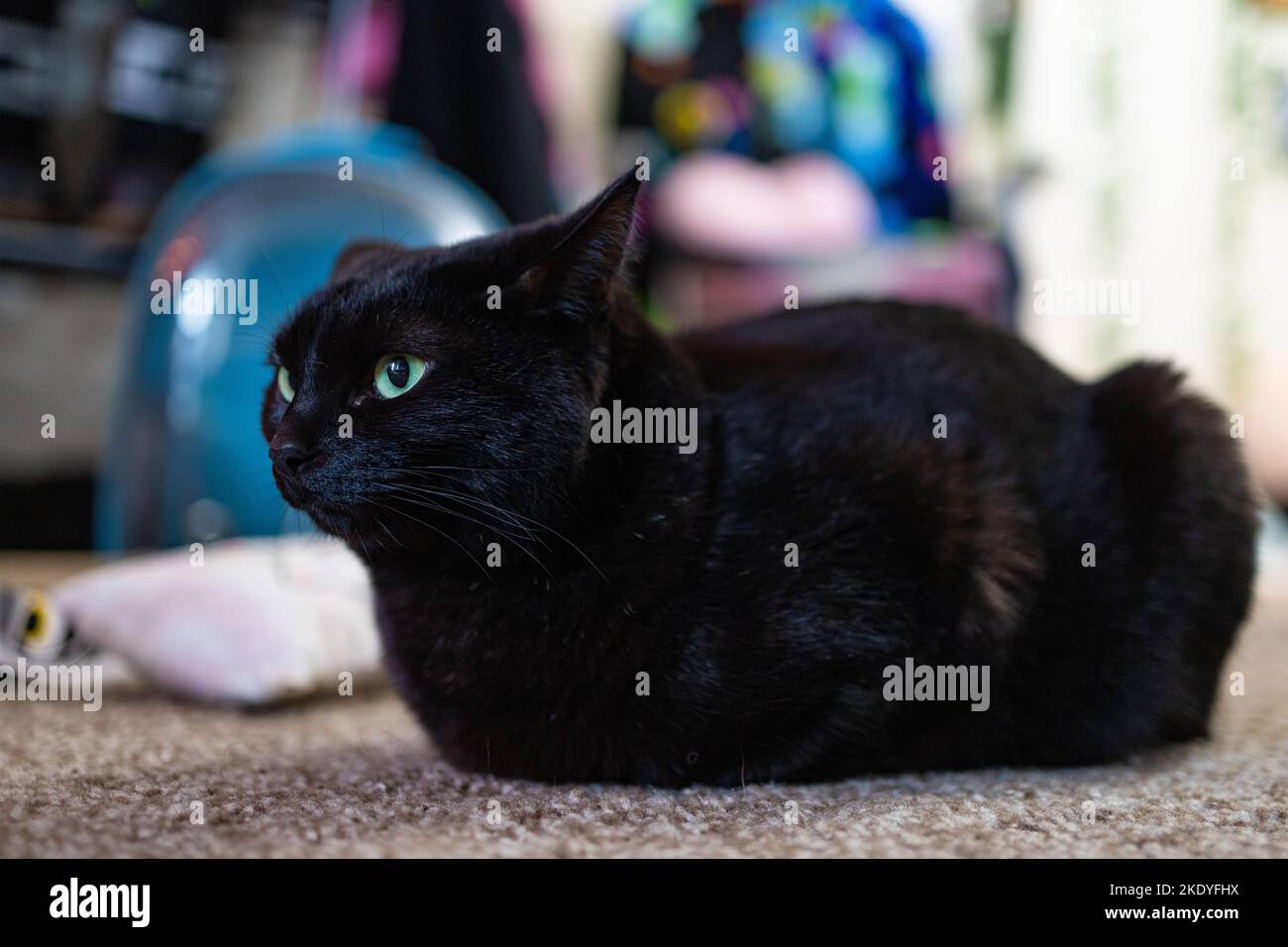 Eine Nahaufnahme einer entzückenden schwarzen Katze mit grünen Augen zu Hause Stockfoto