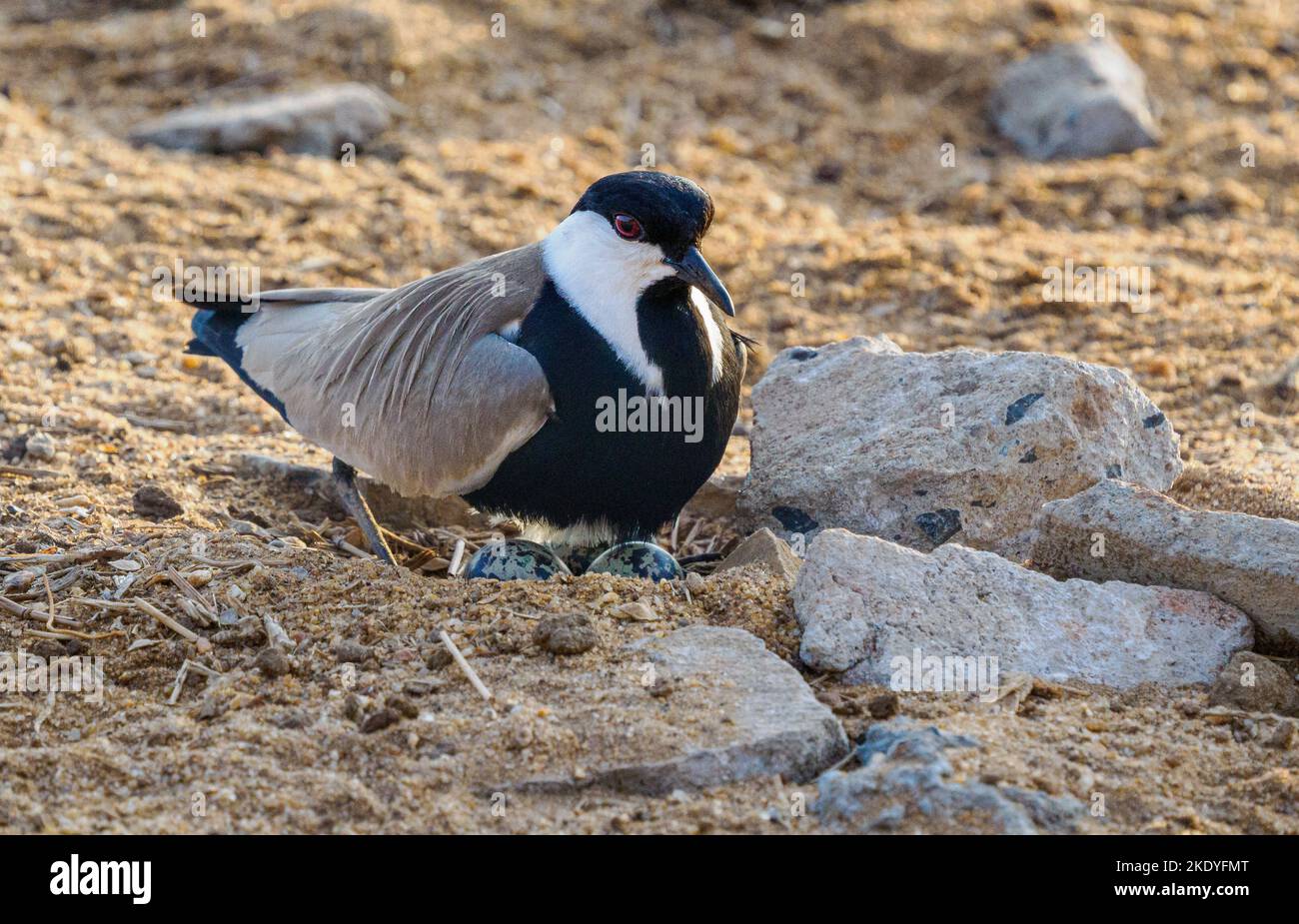 Spornflügeliger Liebhaber von Kiebitz-Vanella spinosus an seinem Nest an einem Wasserloch im Tsavo East National Park Kenya Stockfoto