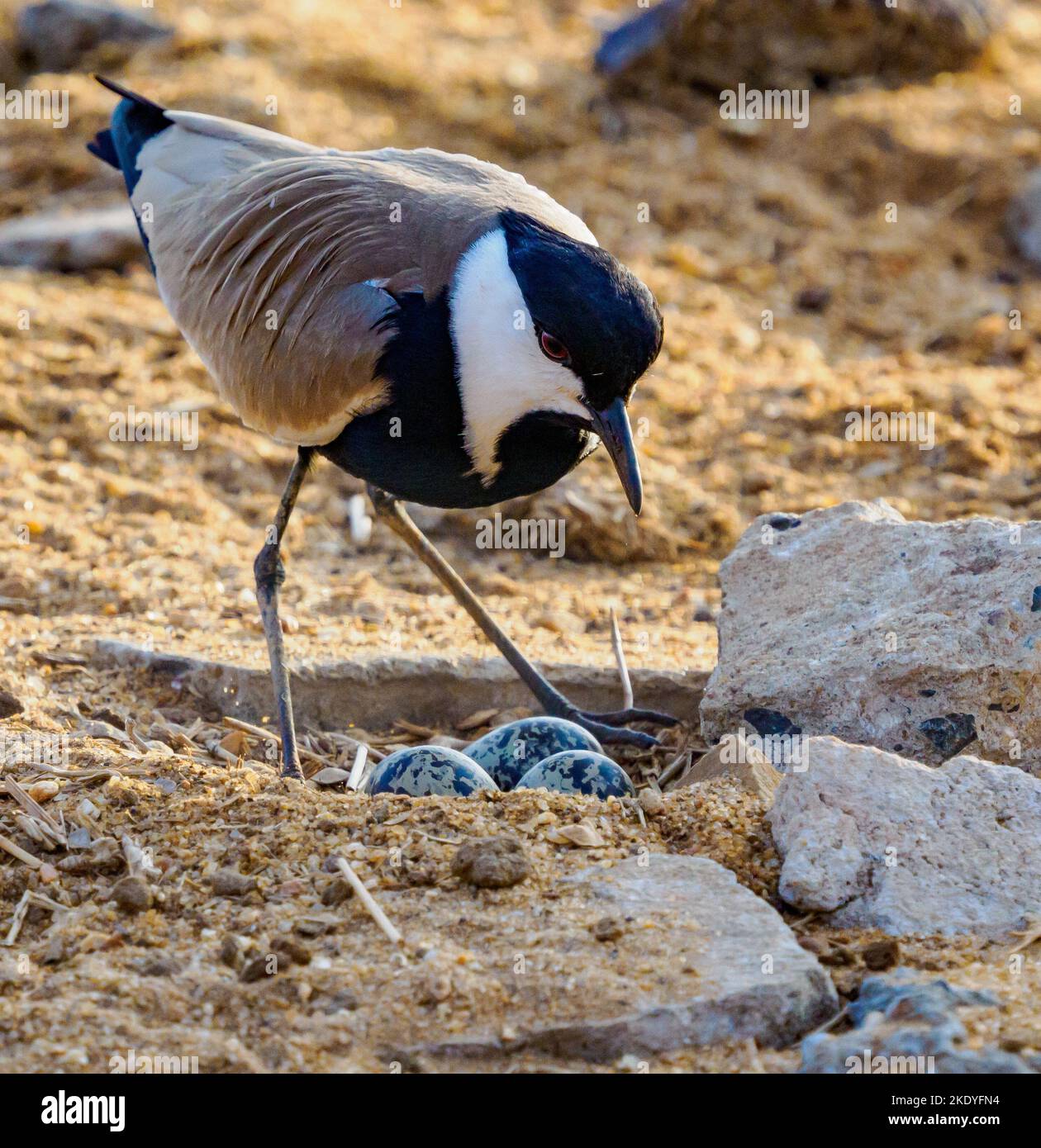 Vanella spinosus Fotos und Bildmaterial in hoher Auflösung Alamy