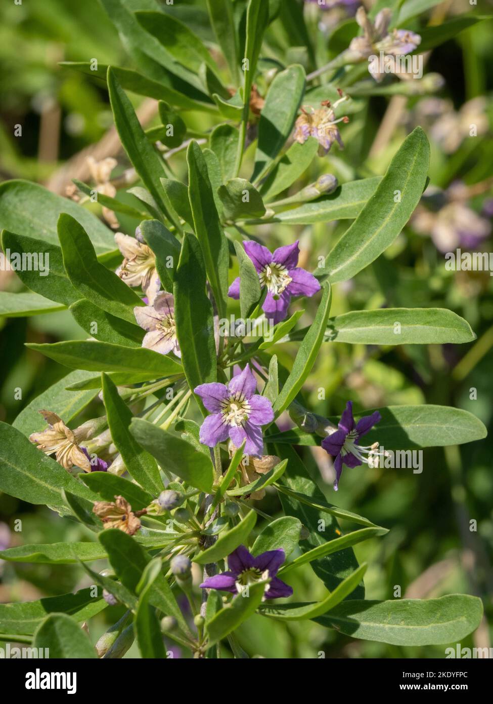 Der Herzog von Argyll's Tea Plant - Goji Berry - Chinese Tea Plant oder Matrimony Vine Lycium barbarum, das in Sanddünen an der Küste von Somerset wächst Stockfoto