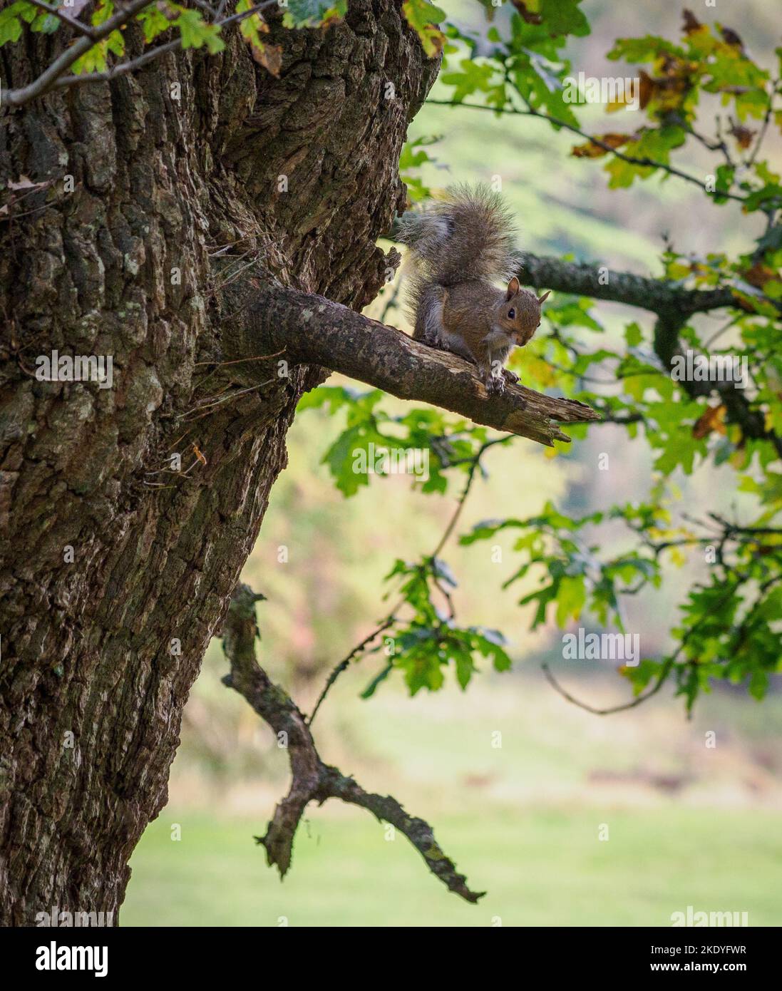Graues Eichenhörnchen Sciurus carolinensis auf einer alten Eiche in Somerset Woodland UK Stockfoto