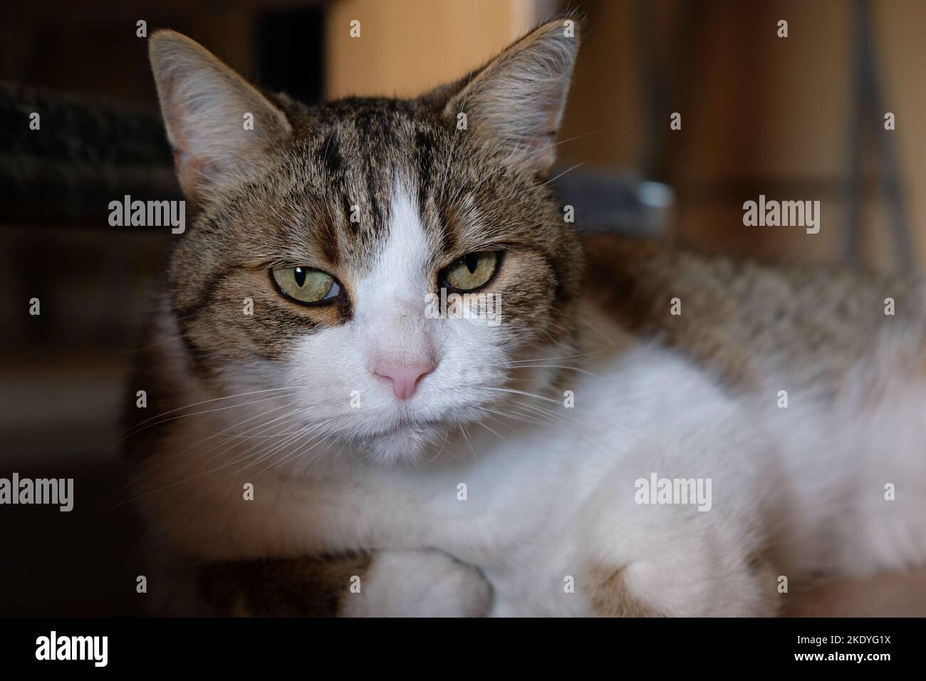 Eine verschlafene Katze, die auf dem Boden liegt und sich von den Abenteuern in der Nachbarschaft erholt Stockfoto