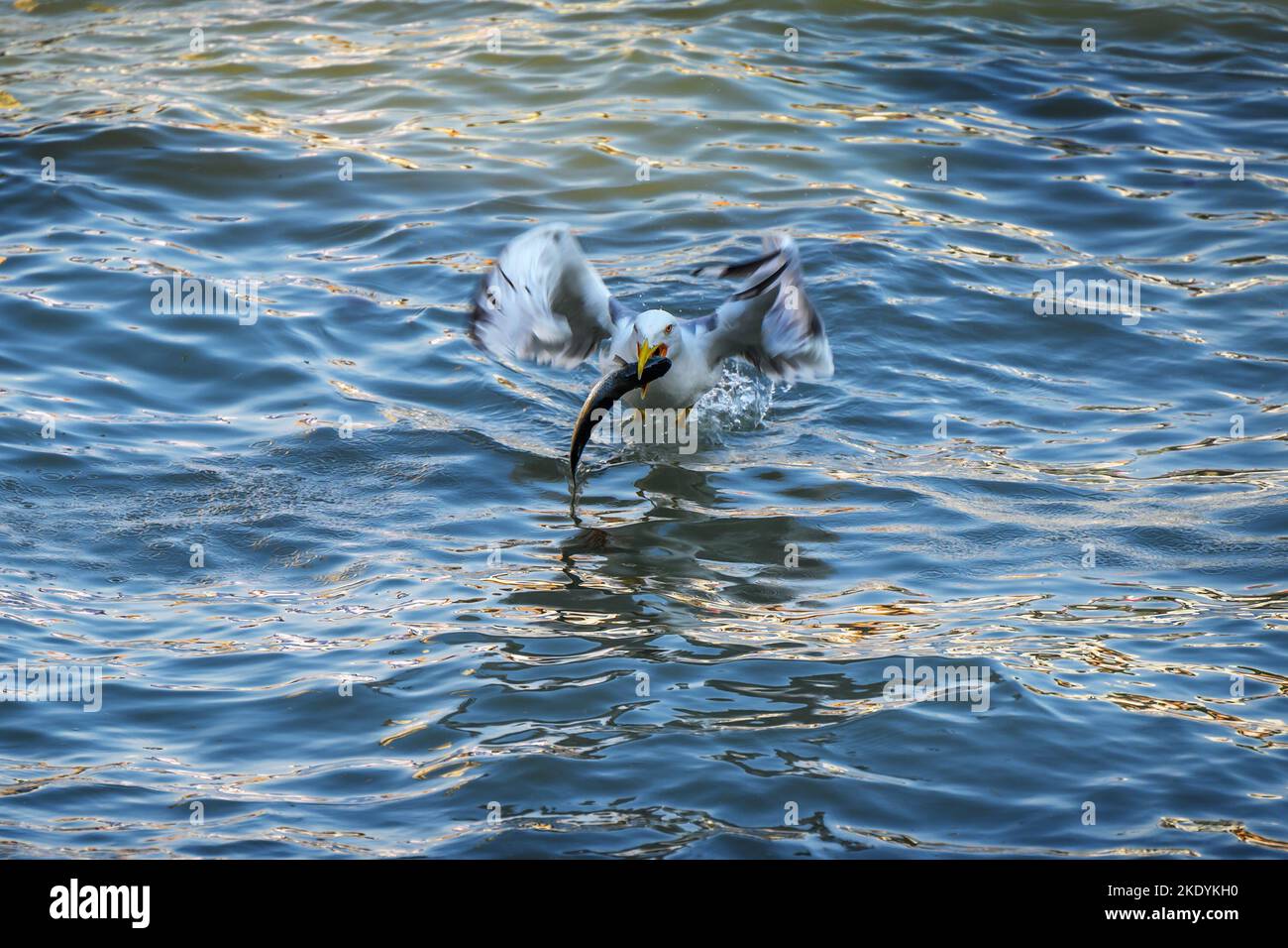 Möwe mit Fisch in der Stadt. Stockfoto