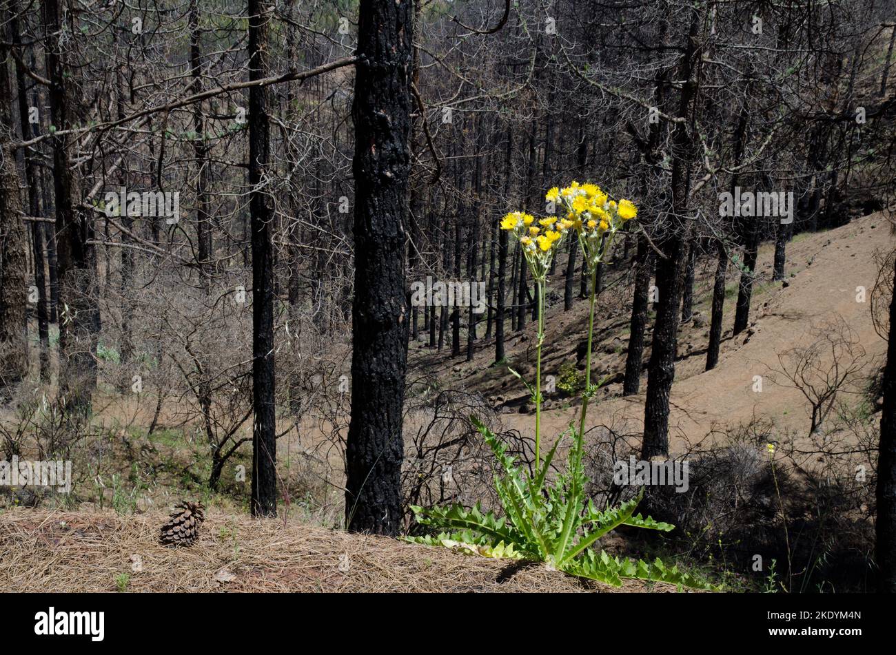 Sonchus acaulis Pflanze in Blüte in einem verbrannten Wald der kanarischen Kiefer Pinus canariensis. Gran Canaria. Kanarische Inseln. Spanien. Stockfoto