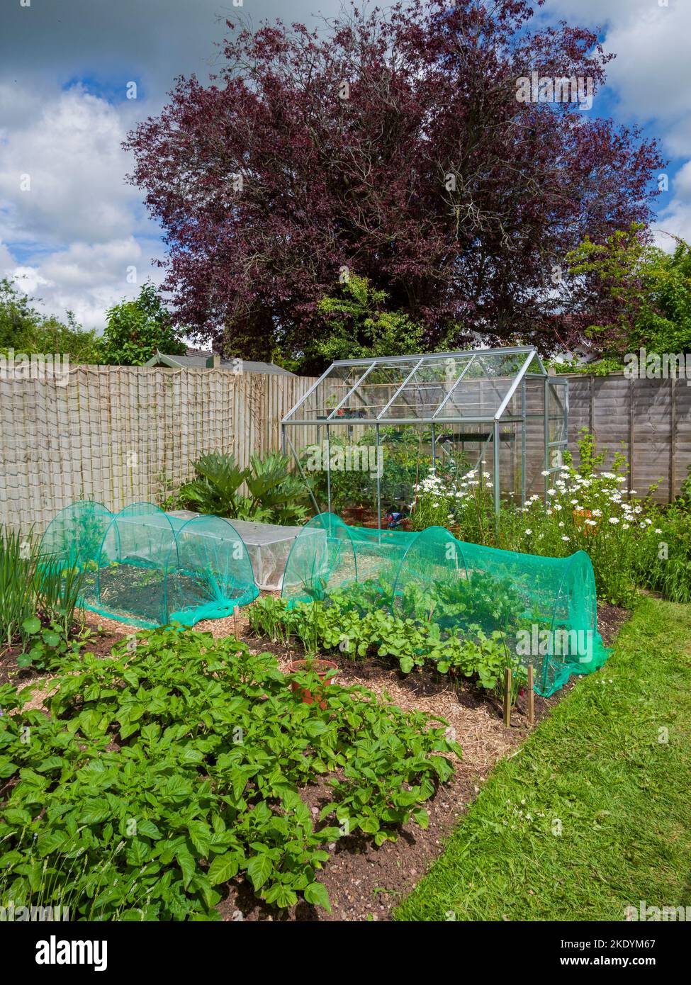 Ein kleiner Amateur-Bio-Gemüsegarten und Gewächshaus im Frühsommer in Somerset, England. Stockfoto