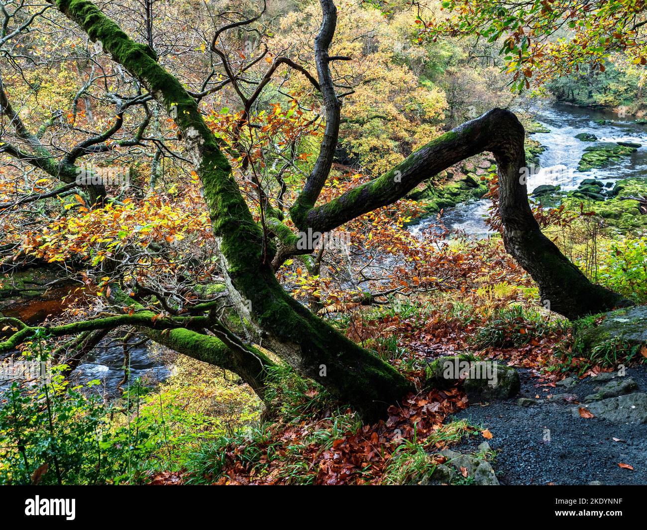 Herbstlicher Baum, der sich am Ufer oberhalb von High Strid in Strid Wood Bolton Abbey North Yorkshire England festhält Stockfoto