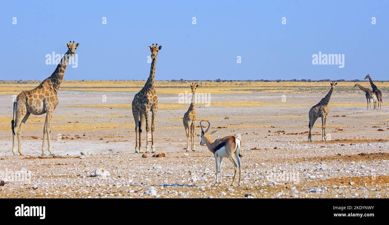 Ein Turm (Herde) der Giraffe (Kamelopardalis) und ein einsamer Springbock, der auf der endlosen afrikanischen Ebene gegen den blauen Himmel steht Stockfoto