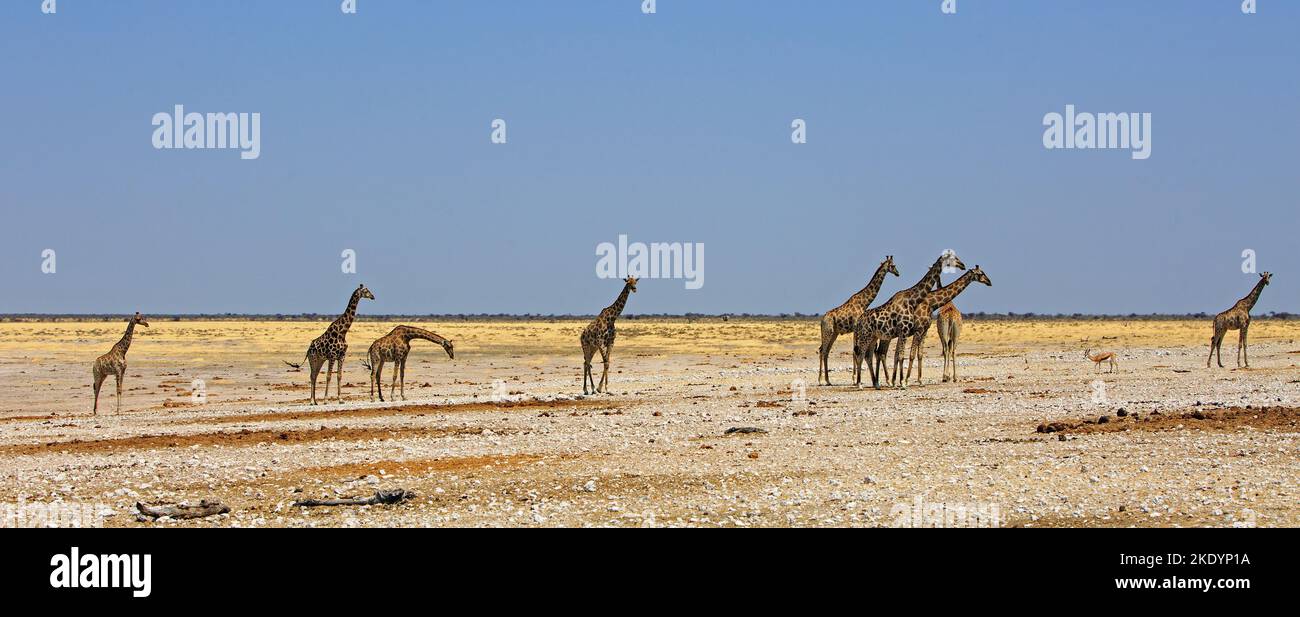 Erinnerung an die Giraffe, die auf der offenen Afrikanischen Ebene steht - Hitzestau ist am Horizont sichtbar. Stockfoto