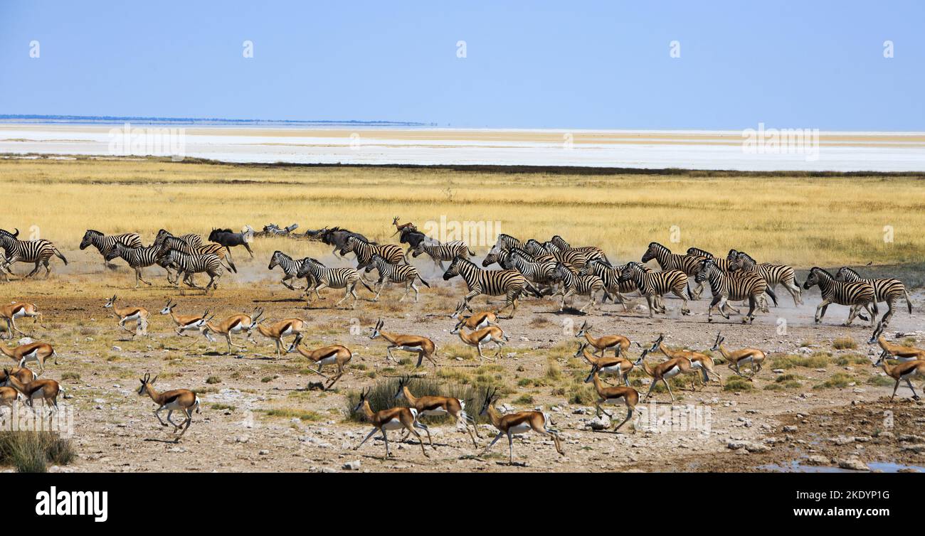 Große Herde von Burchell Zebra, Blue Wildebeest und Springbok laufen mit Etosha Pan in der Ferne über die weite offene afrikanische Ebene. Stockfoto