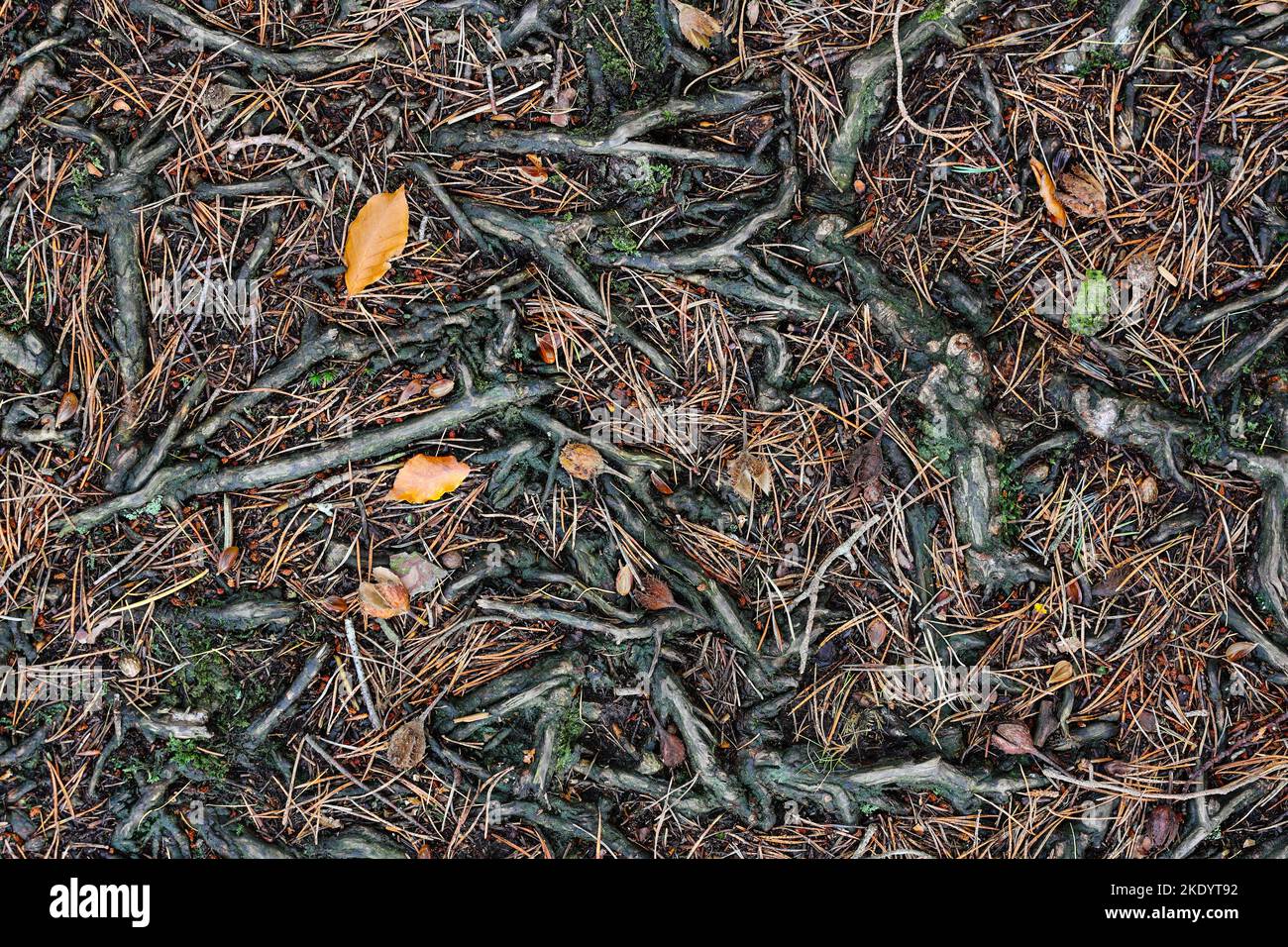 Zusammenfassung einer Mischart Waldboden mit Wurzeln, Schotten Tannenzapfen und Nadeln, zusammen mit Laub Buche Blätter und Beach Mast Seeds, Teesdale, Stockfoto