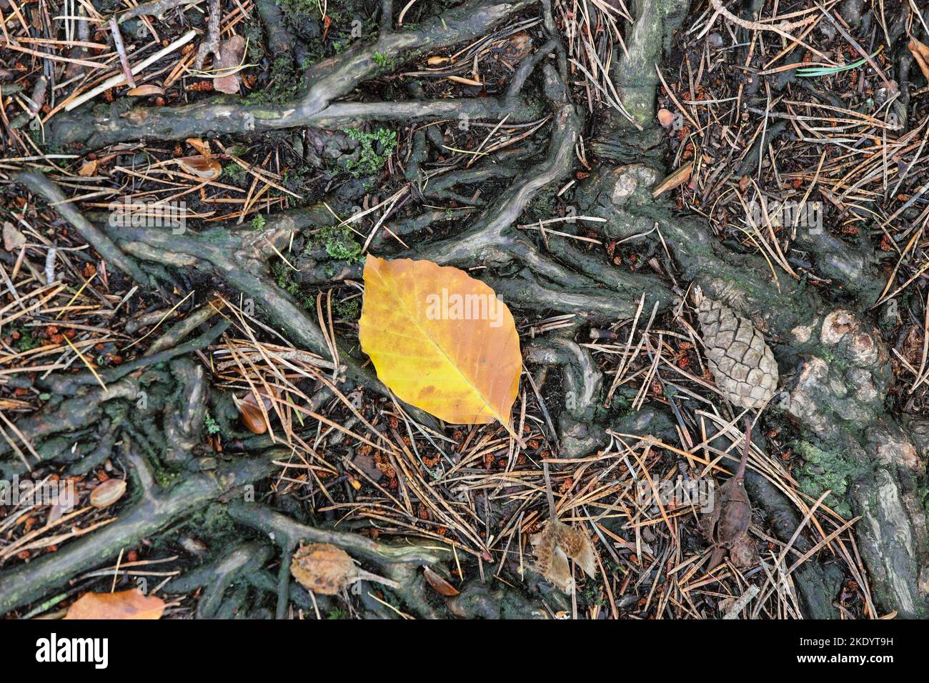 Zusammenfassung einer Mischart Waldboden mit Wurzeln, Schotten Tannenzapfen und Nadeln, zusammen mit Laub Buche Blätter und Beach Mast Seeds, Teesdale, Stockfoto