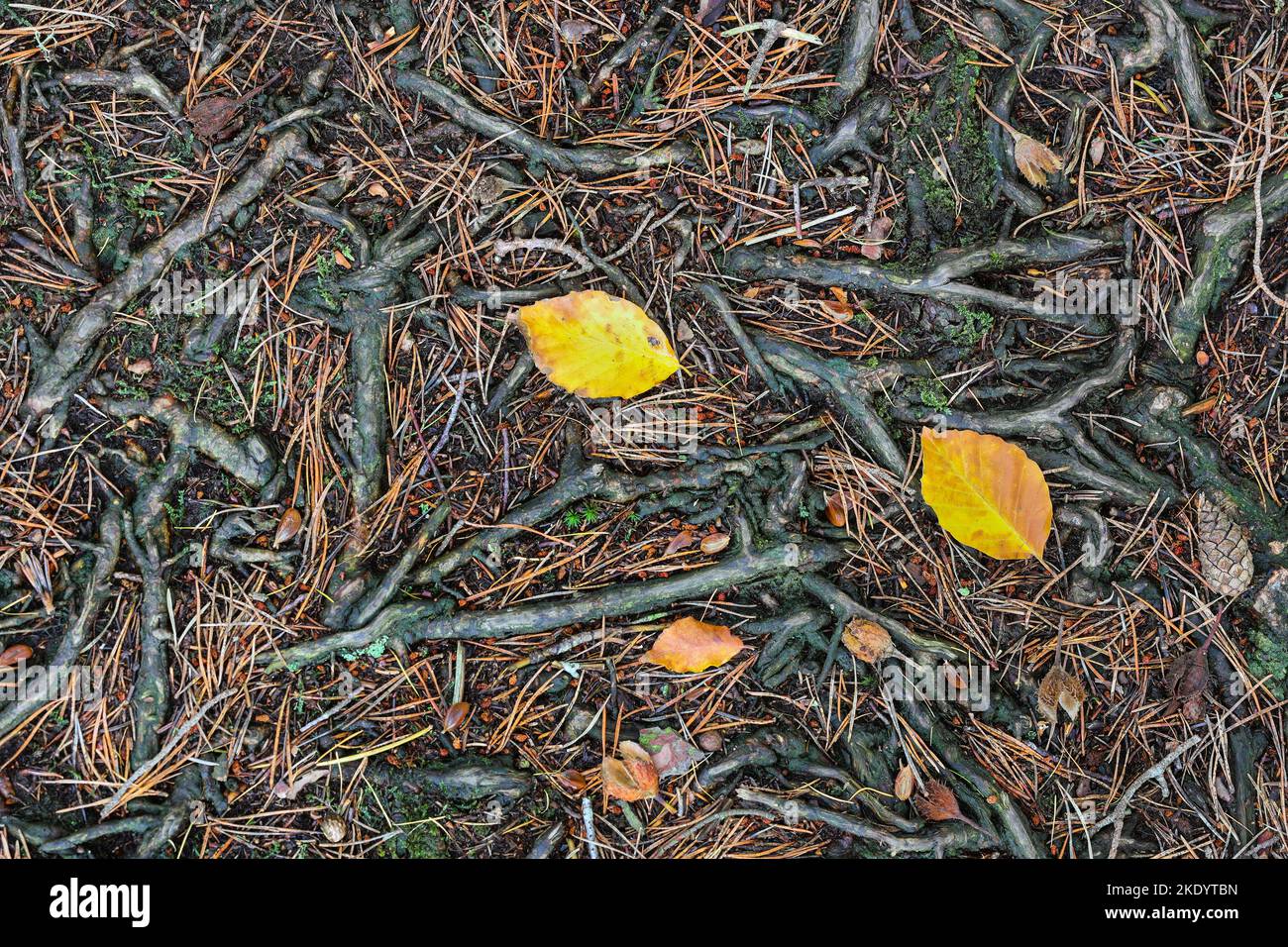 Zusammenfassung einer Mischart Waldboden mit Wurzeln, Schotten Tannenzapfen und Nadeln, zusammen mit Laub Buche Blätter und Beach Mast Seeds, Teesdale, Stockfoto