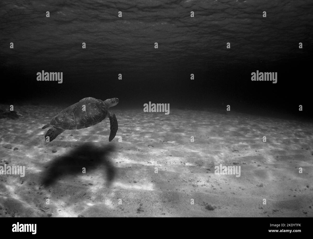 Eine Graustufenaufnahme einer Schildkröte, die unter Wasser schwimmend ist Stockfoto