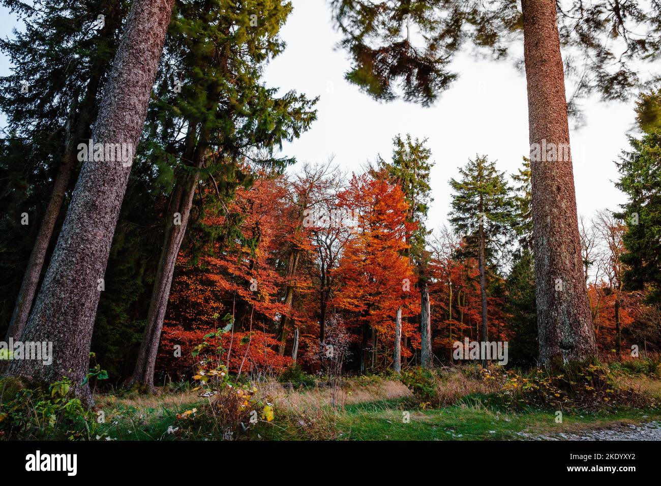 Ein majestätischer Wald in Taunus, Deutschland mit bunten Bäumen und Laub im Herbst Stockfoto