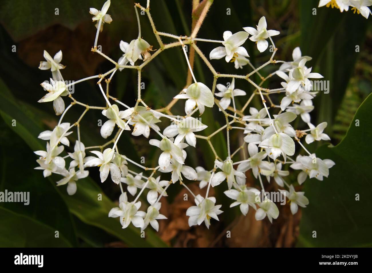 Weiße Orchideenblüte, Orchidaceae-Pflanze Stockfoto
