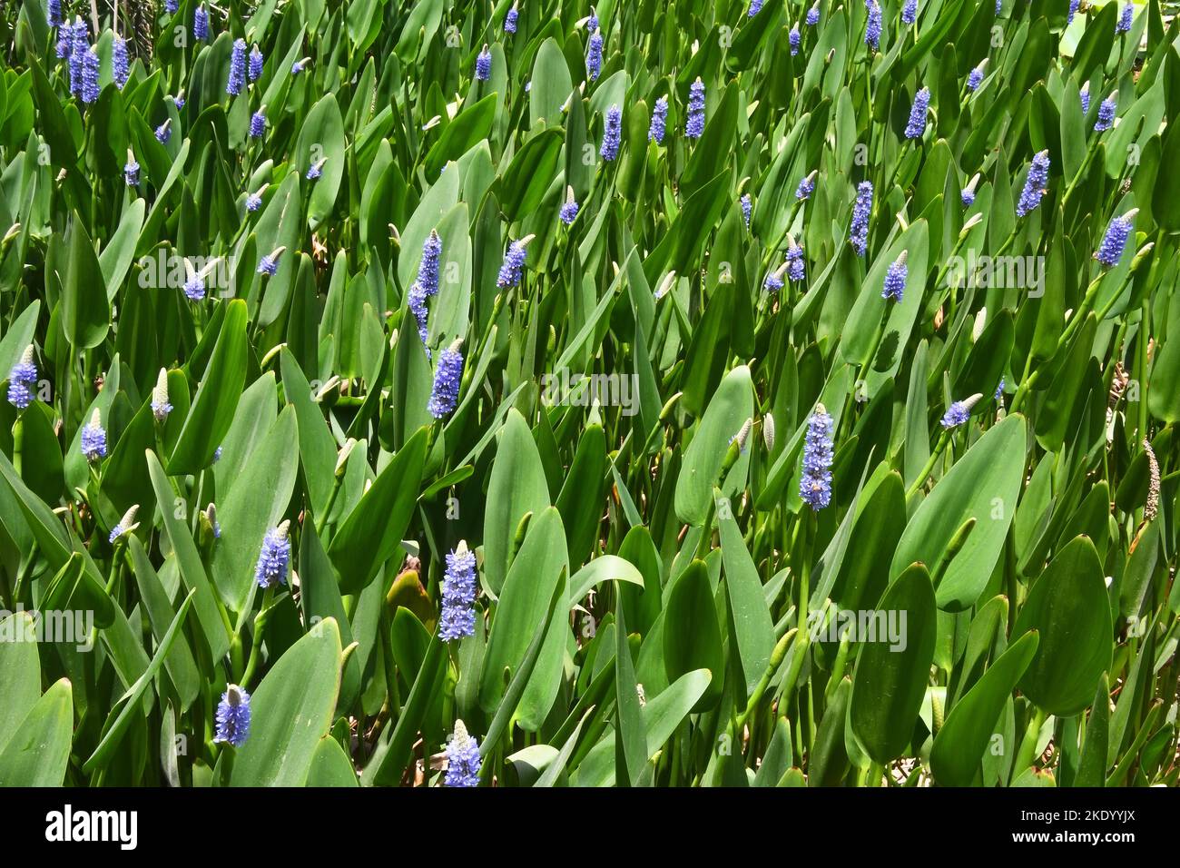 Wasservegetation - dichte Blüte Stockfoto
