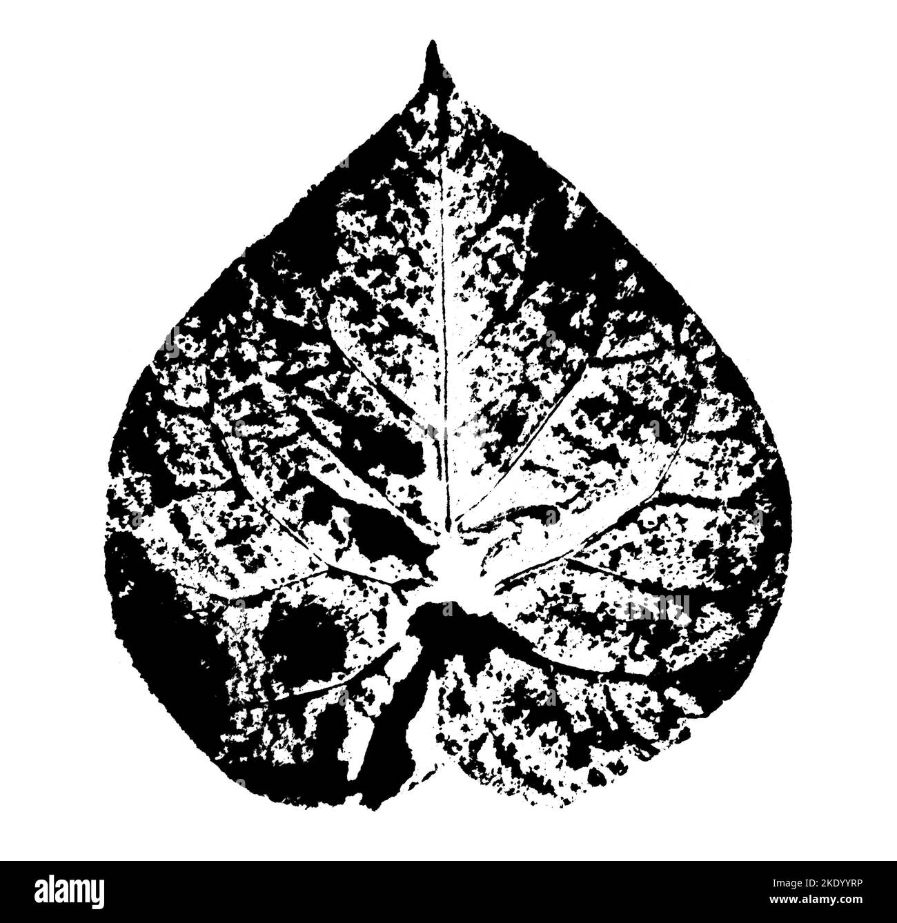 Blattdruck mit Tinte. Für Entwürfe über Natur, Pflanzen, Leben. Schwarz isoliert auf Weiß Stockfoto