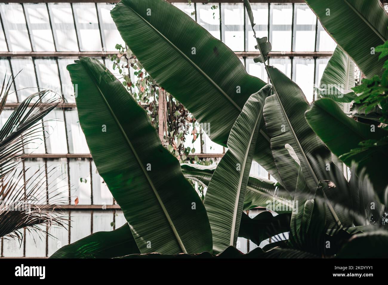 Schöne große längliche Blätter mit horizontalen Markierungen einer neugierigen Pflanze, die stark wächst in einem botanischen Garten in der Nähe des Fensters, botanischen Garten Stockfoto