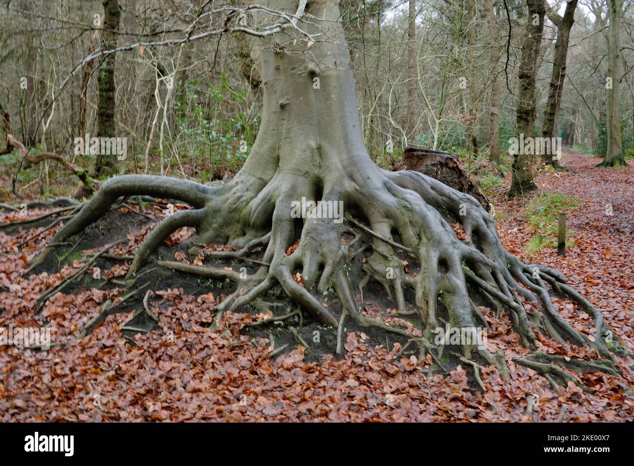 Das verbreitete Wurzelsystem der Buche im Herbstwald Stockfoto