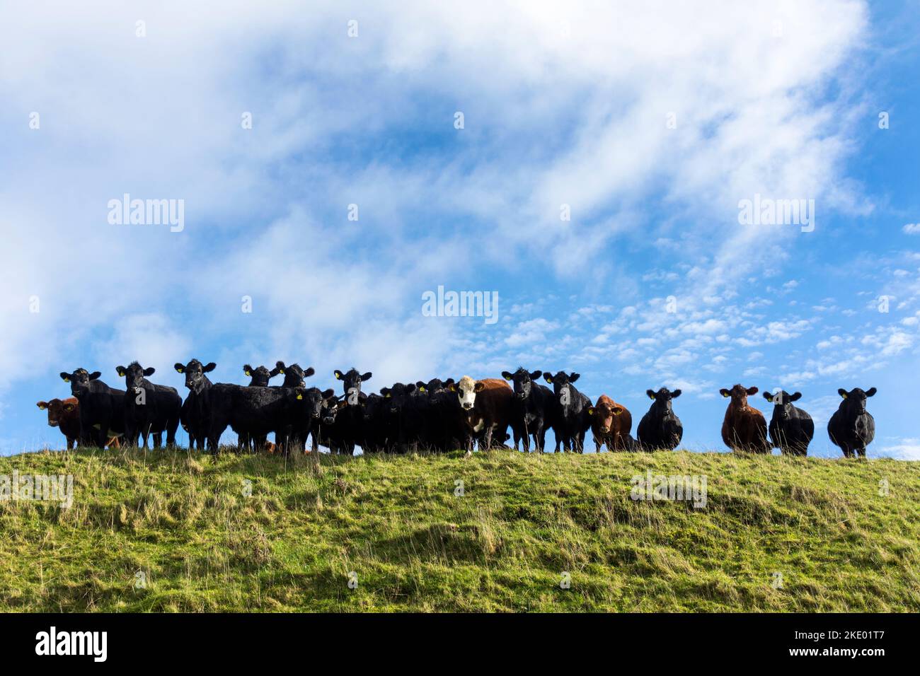 Rindvieh grasen auf einem Hügel in Batheaston, Somerset, England, Großbritannien Stockfoto