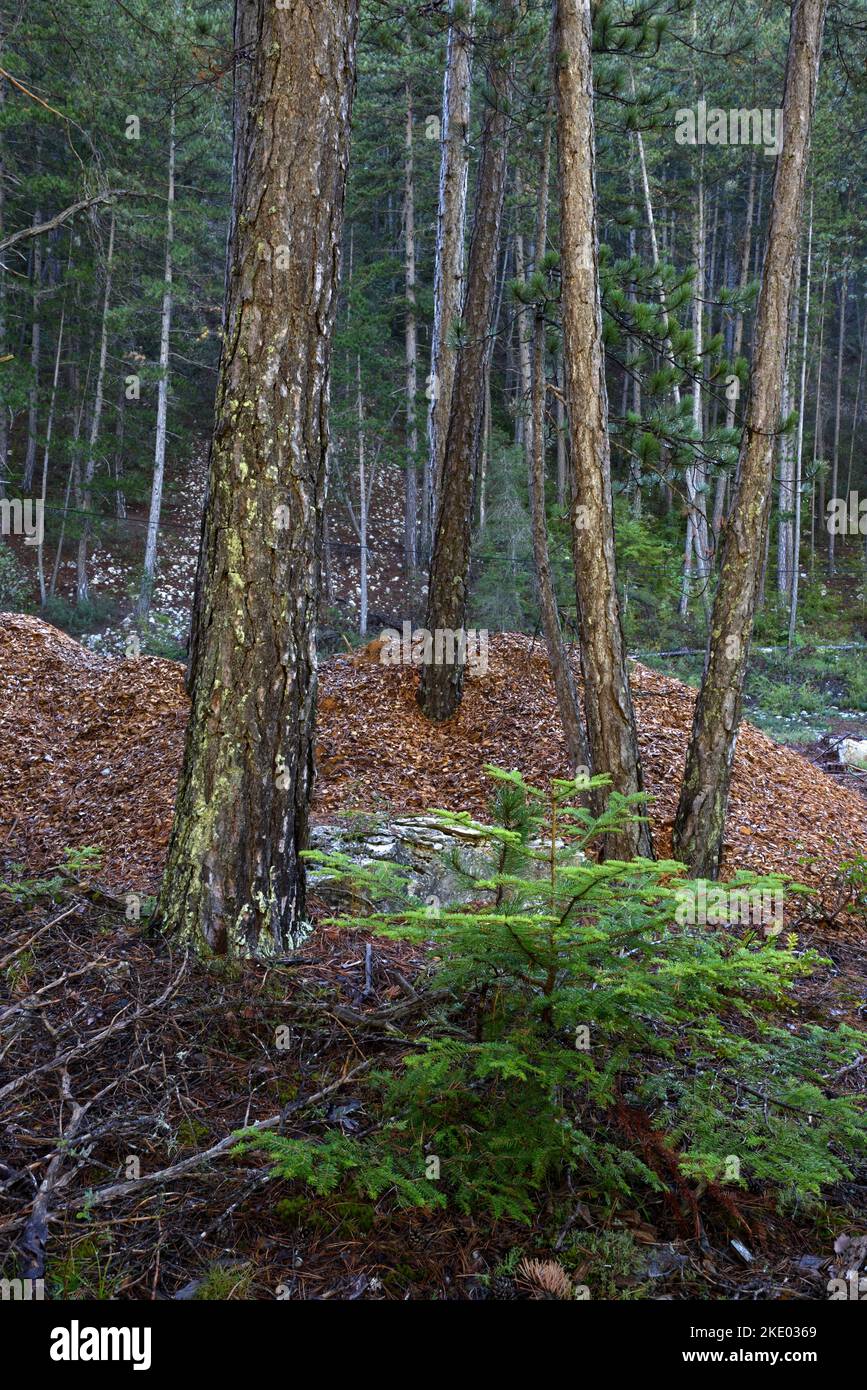 Sägemehl oder Holzstaub nach dem Schneiden oder Sägen von gefällten Bäumen oder geernteten Baumstämme und Nadelbäumen Forest Alps Frankreich Stockfoto
