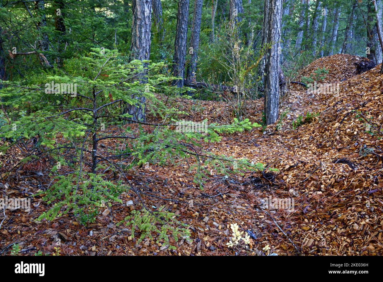 Sägemehl oder Holzstaub nach dem Schneiden oder Sägen von gefällten Bäumen oder geernteten Baumstämme und Nadelbäumen Forest Alps Frankreich Stockfoto