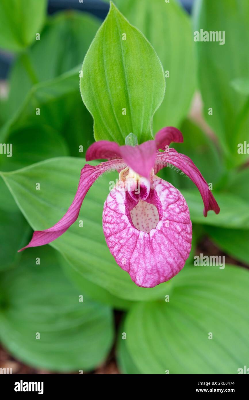 Cypripedium Philipp gx Kentucky Pink, Cypripedium Kentucky Pink, Lady Slipper Orchid Kentucky Pink Stockfoto
