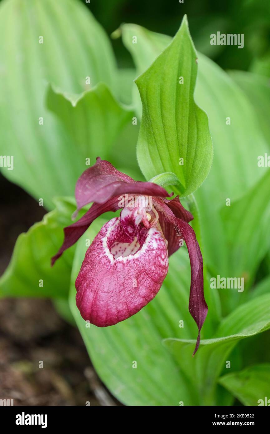 Cypripedium Philipp gx Kentucky Pink, Cypripedium Kentucky Pink, Lady Slipper Orchid Kentucky Pink Stockfoto